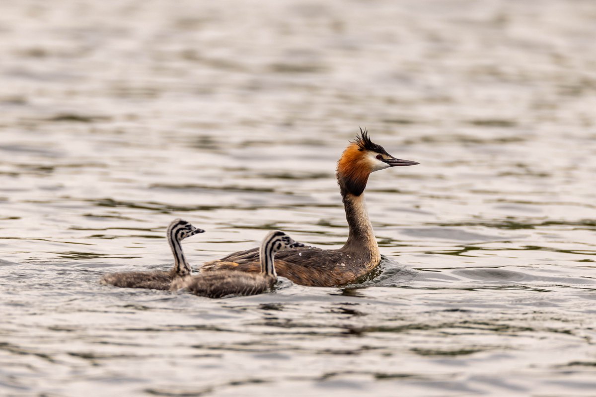 Last week I was down at Parc Tredelerch to try and catch some shots of the baby Grebes and I think I got a few nice ones, this one I really like how it turned out #WildCardiffHour