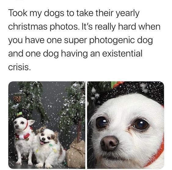 WholesomeMemes tweet media
