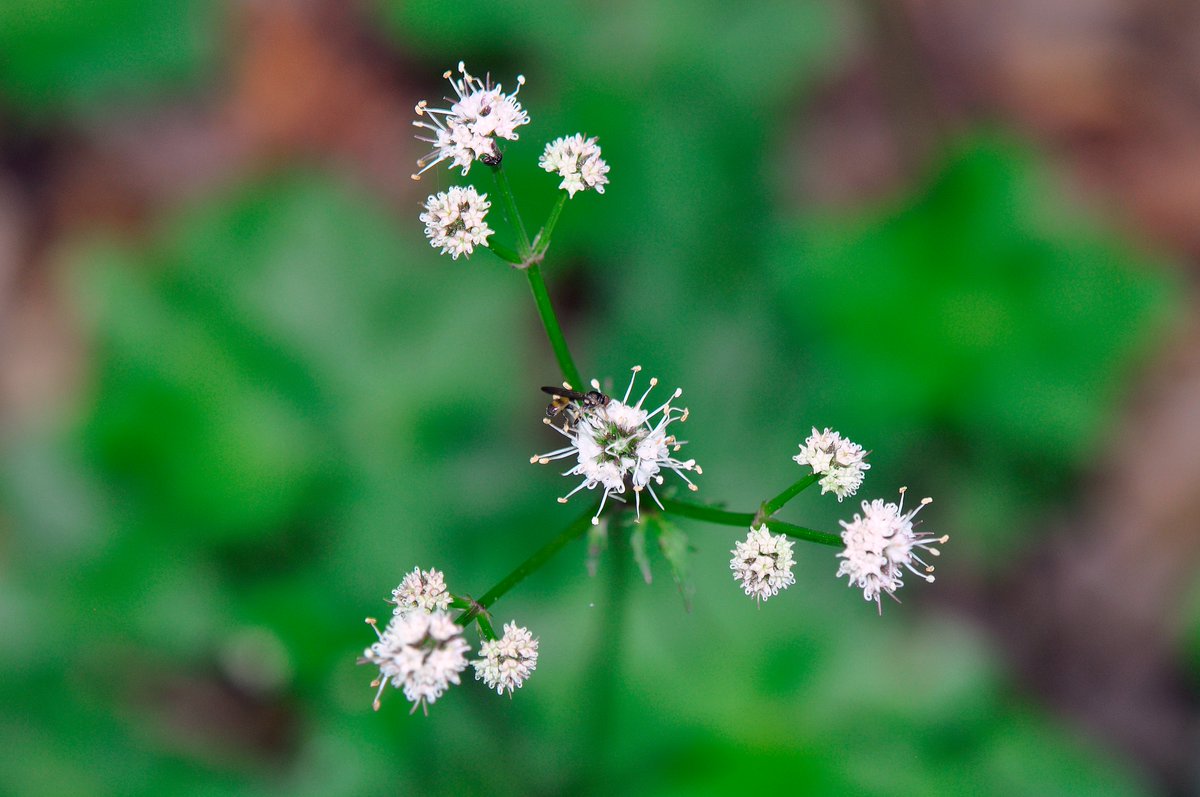 A star-burst of beautiful Sanicle flowers along the streamside in the woodland at Chilswell Valley, just to west of Oxford - but what's that tiny hoverfly on one of the umbels? @BBOWT @WildOxfordshire @StevenFalk1 @BSBIbotany @Ecoentogeek