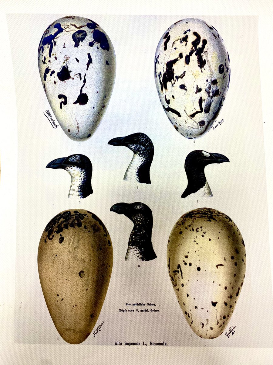 A wonderful set of original chromo-lithographic prints of Guillemot eggs from the famous Ootheca Wolleyana  (Illustrated collection of a catalogue of birds eggs) & others painted by Henrik Gronvold in 1864 from the collections. @BNAscience @LinneanSociety @NHM_London @MCZHarvard