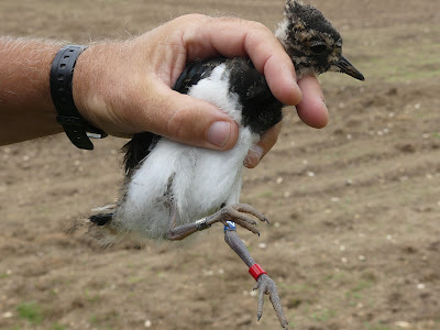 Despite the poor summer start Lapwings on this North-west Norfolk farm seem to be doing well, with broods of 3, 3, 2 & 2, with 7 chicks ringed for the project. @_BTO @NorfolkFWAG @WaderStudy @waderquest @northnorfolk_cg