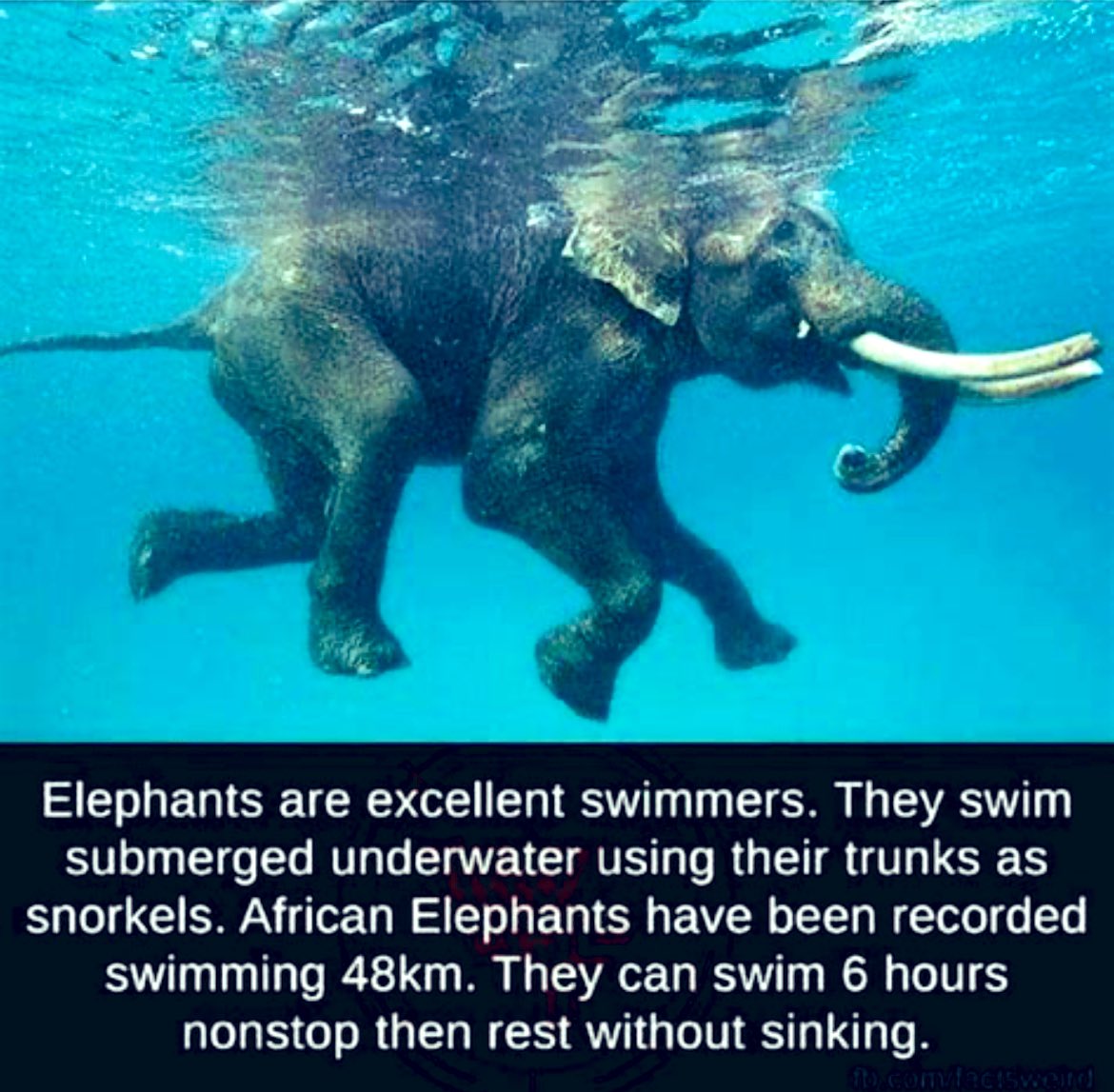 @EndWokeness 🐘 Elephants Make Better Swimmers!

Isn’t that right @ProudElephantUS?

💥 King of the Jungle, We Never Forget RINOs Who Dress Up as Elephants.

🌵Sink or swim, time to #RecallKatieHobbs because she installed Biden and kept the Border open to boost Democrat votes and facilitate