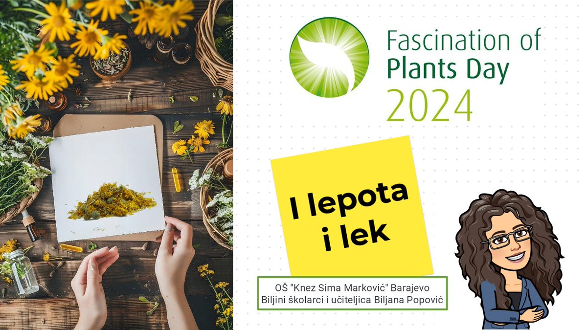 1st and 2nd grade students of OŠ 'Knez Sima Marković' Barajevo - Serbia, under the mentorship of the teacher, created an e-book of selected medicinal herbs. 📗 🌿#plantday @PlantDay18May
➡️ anyflip.com/ctwg/bjxz/