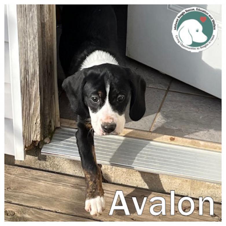 Sweet Avalon is looking for her furever home. Do know anyone who needs a soulmate? Check her out tiny.cc/MWB-Avalon2 #beagle #DogsOfTwitter #AdoptDontShop #BeaglesOfX #DogsOfX .@beaglefacts #MWBalumni