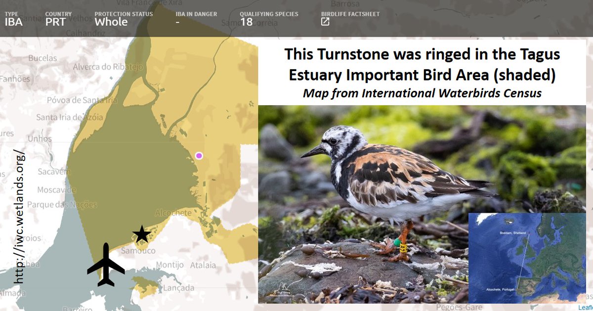 This Turnstone provides a wonderful illustration of connectivity. The birds on a Shetland beach can be impacted by a new airport for Lisbon. Blog about the proposed airport. Battle ongoing! Conservation currently winning! wadertales.wordpress.com/2019/12/23/tag… #waders #ornithology