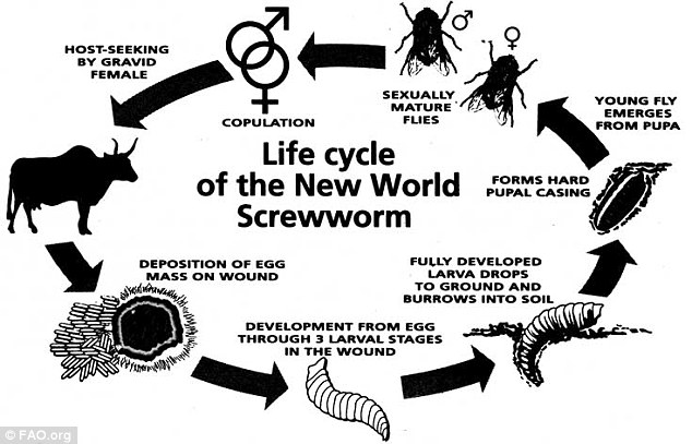 America eradicated the disgusting screw-worm fly in 1982. Nobody misses it, nobody mourns it. There's probably a dozen or so more species we could get rid of, would people accept that?