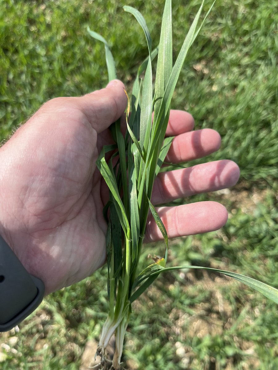 russbmckenzie's tweet photo. Used @uniumbioscience Scyon + Sulphur on this spring wheat &amp; it’s knocked down the yellow rust that was in the crop.

Very similar result to what we saw in our variety trial strips last year. https://t.co/DZ8COTNKuo