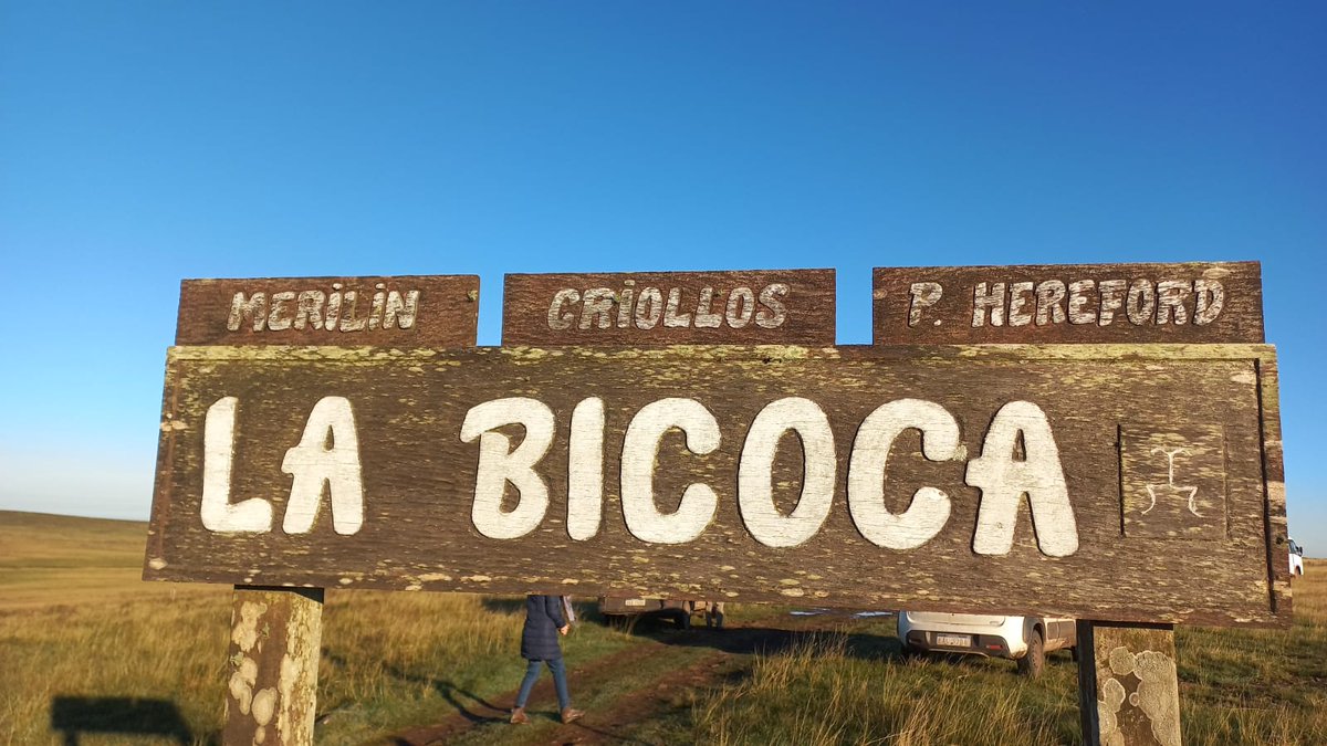 SUL_uy's tweet photo. 🔔 Segundo día de la Gira de la Sociedad de Criadores Merilín en el establecimiento La Bicoca 📍 Tambores - Paysandú ✅ 🐏 @merilinuy https://t.co/bXuivphmNp