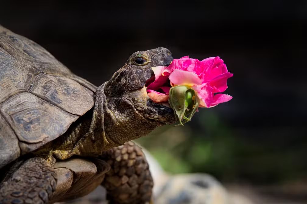 Concurso elege a melhor foto engraçada de pets; confira algumas das imagens finalistas de 2024 glo.bo/4bFkG8T #g1