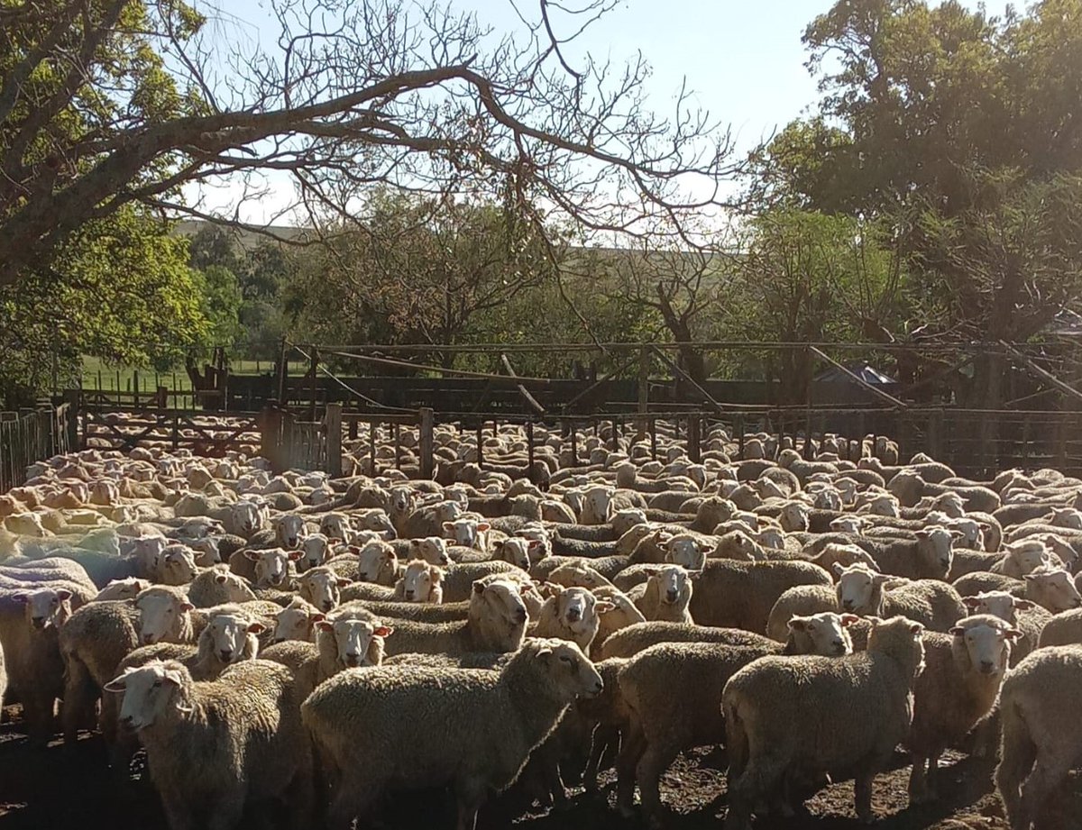SUL_uy's tweet photo. 🔔 Segundo día de la Gira de la Sociedad de Criadores Merilín en el establecimiento La Bicoca 📍 Tambores - Paysandú ✅ 🐏 @merilinuy https://t.co/bXuivphmNp