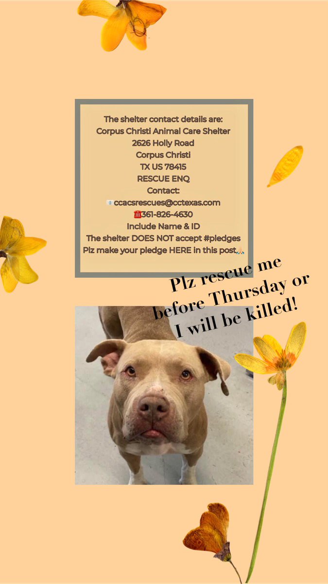 🛟🛟 URGENT MEDICAL RESCUE NEEDED BY THURSDAY‼️
TENNESSEE #A367973 gentle girl begging 4 #Rescue
Needs vet help!
Dermatitis
Alopecia
Parasites
Dental disease
HW+
If not saved by Thursday, Corpus Christi ACS will kill💉her‼️
Contact CCACS NOW 2 get her out!
Don’t let her die‼️🙏🙏
