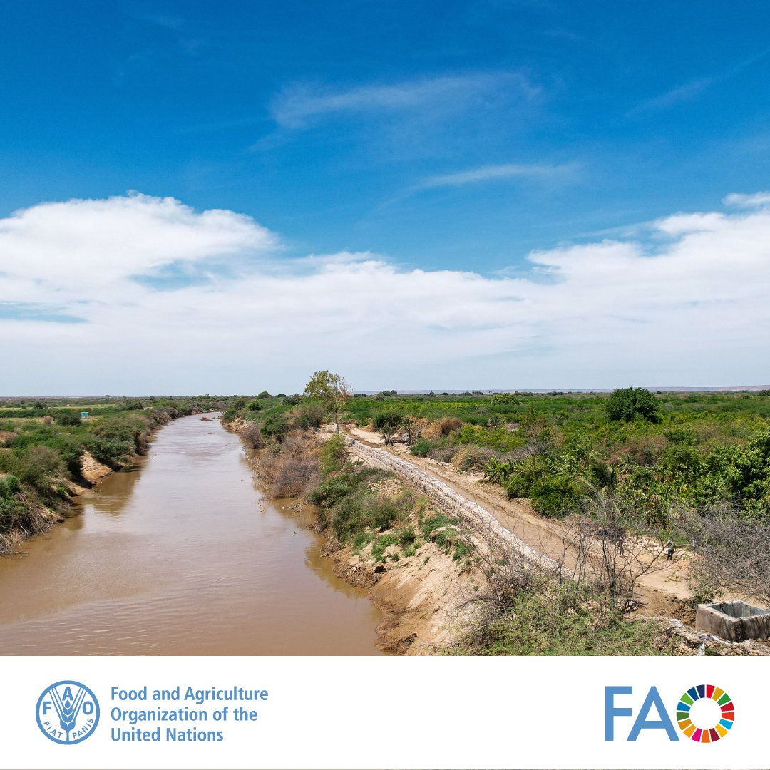 Farmers face an onslaught of shocks – conflicts, #ClimateChange, disasters, pests and diseases. In #Somalia, FAO 's actions span from early warning, preparedness, anticipatory action and response, including flood defense infrastructure like gabions. ➡️bit.ly/3pjLs0r