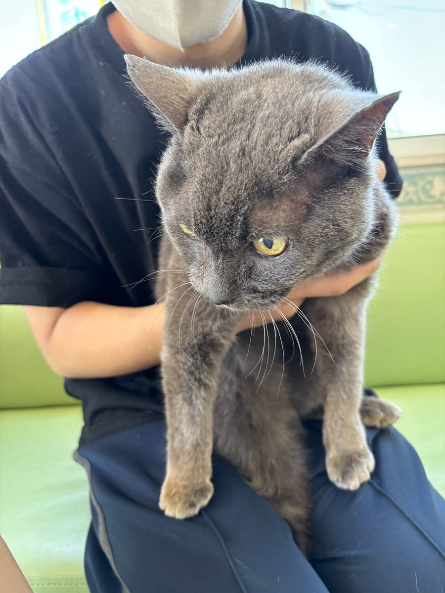 aoitoriaisatsu's tweet photo. 【 #迷子猫 情報】

5/15、迷子猫受け入れました💦
3月中頃、防府市内の方が保護され、警察、保健所、市役所に問い合わせしながら飼い主さんを探しましたが、見つからないとのこと😭

10歳以上の雄猫で、大変人になついていてすぐ膝に乗ってきたり、後追いしたりして、おとなしくて優しい性格です🐈‍⬛ https://t.co/PMYfn4d0I0