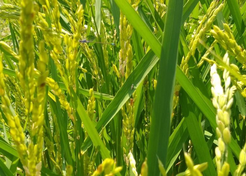 E' un terreno di 28 mq a segnare un grande traguardo per la ricerca. @LaStatale e @RegLombardia hanno inaugurato la prima sperimentazione di #riso TEA, ovvero senza inserimento di materiale genetico per varietà più resistenti👉 bit.ly/44LpR4H #lastatalericerca
