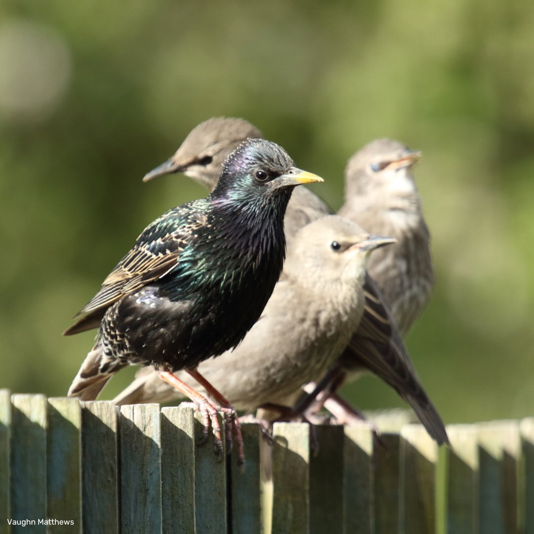 Garden birds are some of our most beloved wild visitors, and with natural habitats in decline, our gardens are an important lifeline for many bird species. There are plenty of ways to create a welcoming environment for our feathered visitors... 📷 @VaughnMatthews2 (1/3)