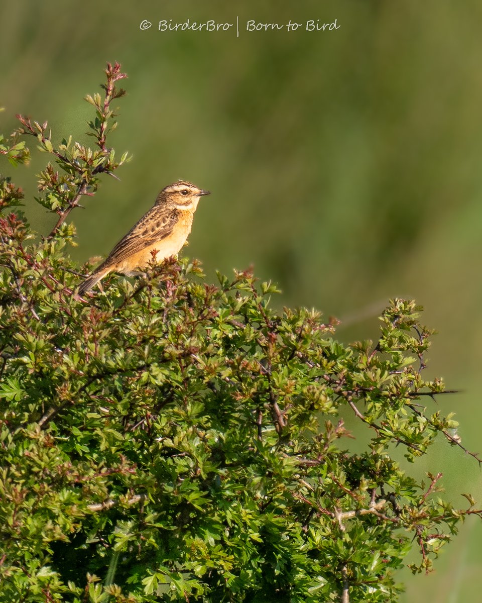 The wonderful Whinchat: sadly extirpated in my neck of the woods, but we still get to see it as a passage migrant 😢😍

#BirdsSeenIn2024 🇩🇪 #birdphotography #BirdTwitter #BirdsOfTwitter #birds #birding