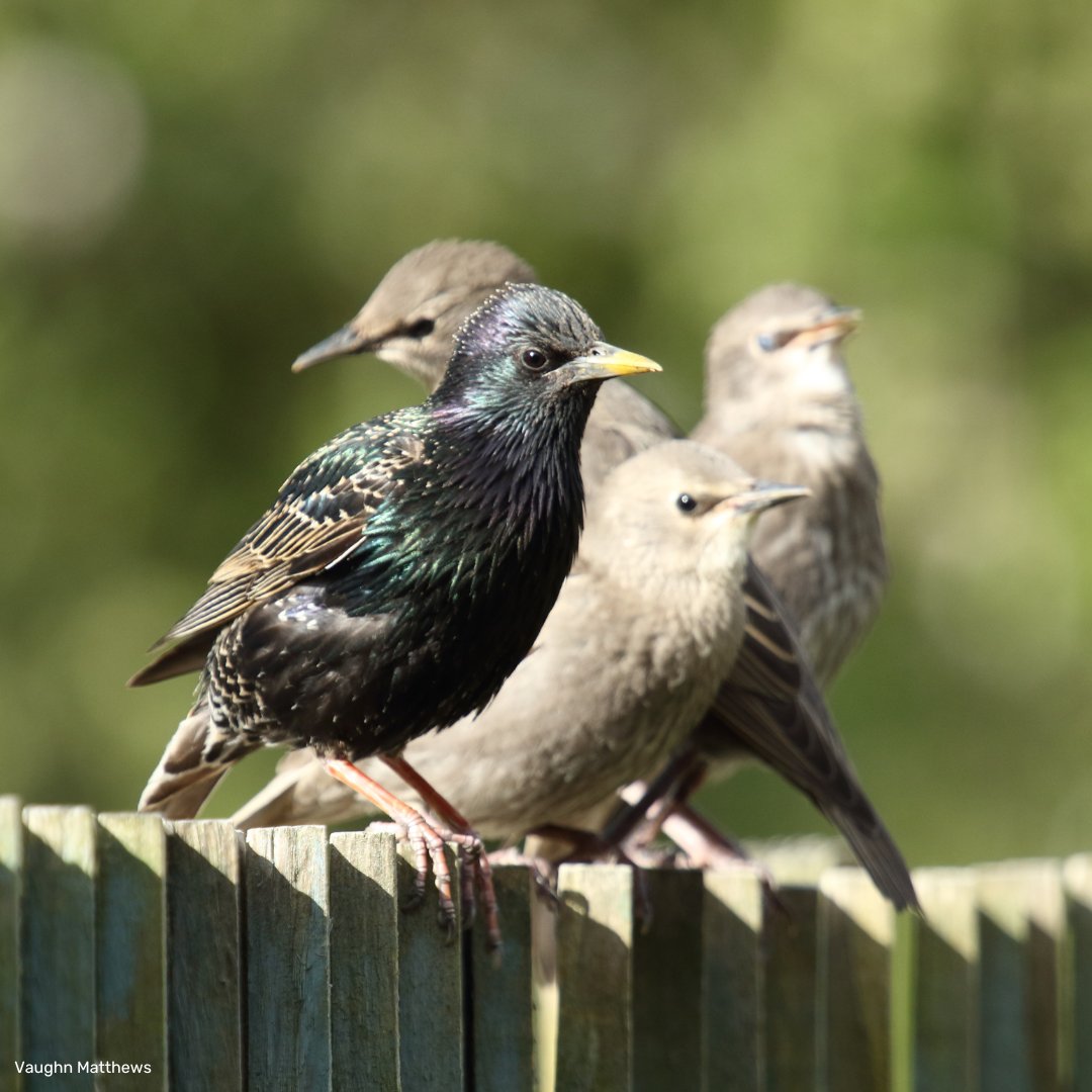 ⛲ Providing fresh water for hydration and bathing 🏠 Adding a nest box to allow birds to nest or rest safely, depending on the time of year 🌳 Providing other shelter such as native trees and shrubs 🐦 Keeping your bird feeders clean and topped up 📷 @vaughnmatthews2 (2/3)