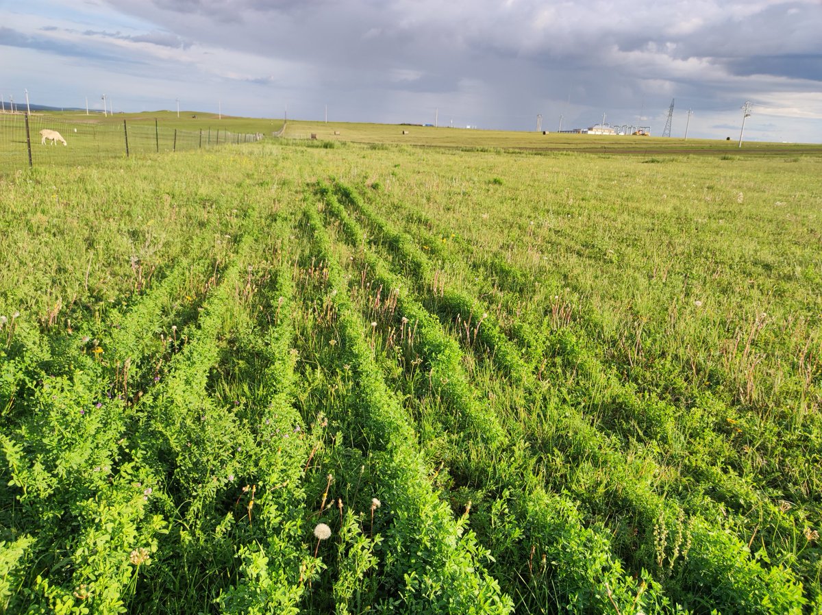 There is an international summer relatedto grassland restoration. In this summer school, we will spend two weeks in Hulunbeir grassland, the largest natural grassland in the world. You can find details in this websites:
admissions.cau.edu.cn/art/2024/5/11/…