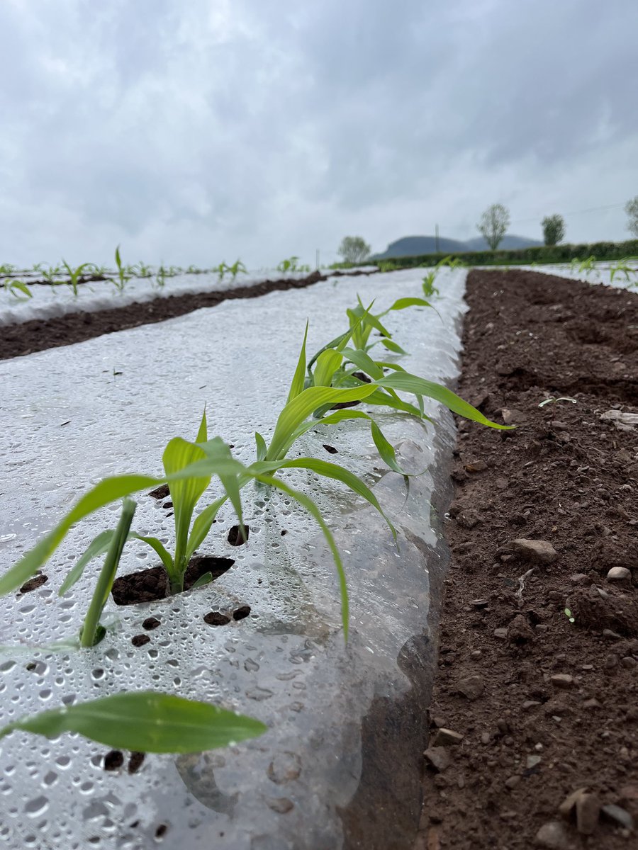 Dumfries maize motoring on under SAMCO film Bayer variety 3204