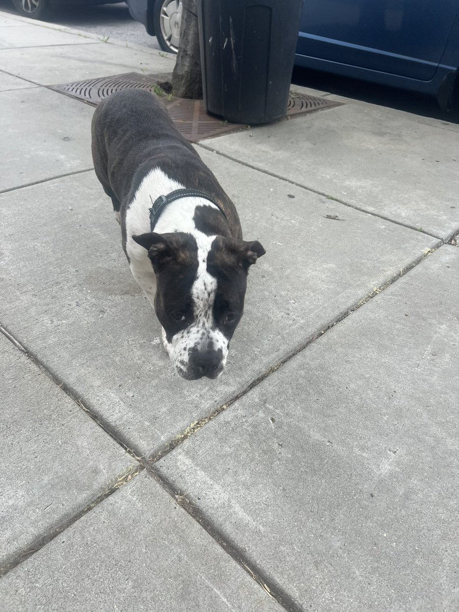 Really fulfilling my stereotype of “white lady who tries to save the pit bulls of north Philly” but look at this sweet baby. He’s not actually a pit bull, maybe a staffy mix? He has no tags but keeps going back to the same stoop so I’m hoping he lives there