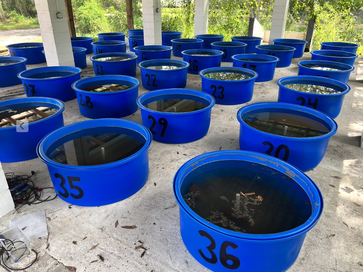 Searching for a project manager for our NSF-funded mosquitofish mesocosm work testing 'adapt or die' responses to stress careers.msu.edu/en-us/job/5185… Based at @ArchboldStation with opportunities for independent research and travel to @KelloggBioStn . Please spread the word!