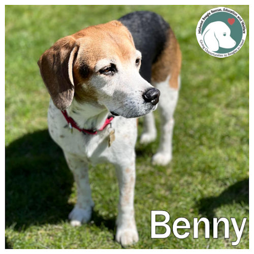 Benny says 'where's my family'. Check him out tiny.cc/MWB-Benny #beagle #DogsOfTwitter #AdoptDontShop #BeaglesOfX #DogsOfX .@beaglefacts #MWBalumni