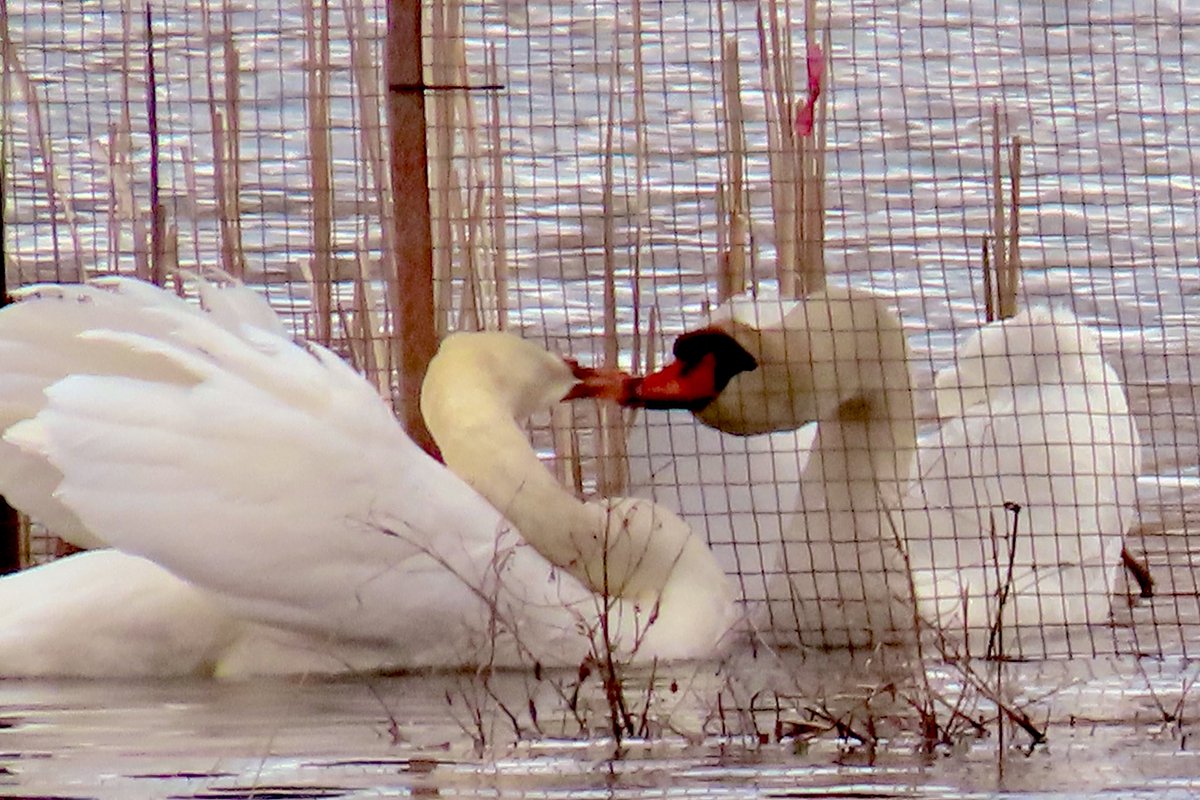 MiniiK09's tweet image. Happy #TwoDay 
QT your photos of two
Pair of swans 🦢🦢😀