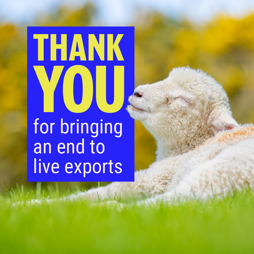 Live exports from Great Britain are history! 🎉 The Animal Welfare (Livestock Exports) Bill passed its Third Reading in Parliament. This cruel trade which has caused suffering for millions of farm animals will soon be banned by law! We couldn't have done it without YOU!
