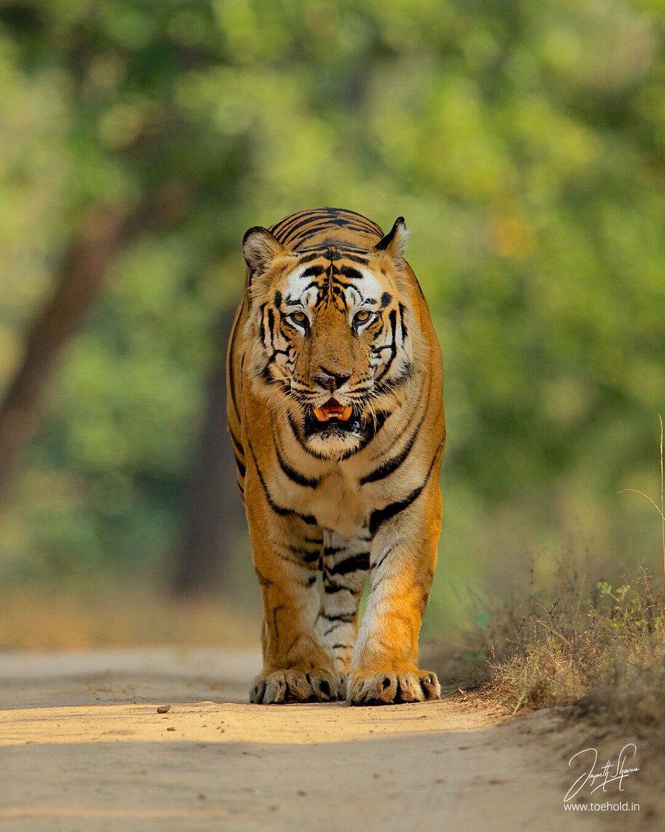 #Bandhavgarh is all about male tigers and here are three legends from yesteryears. B2, Bamera and Bamera's Son. Who has seen them? #ToeholdPhotoTravel #Tiger