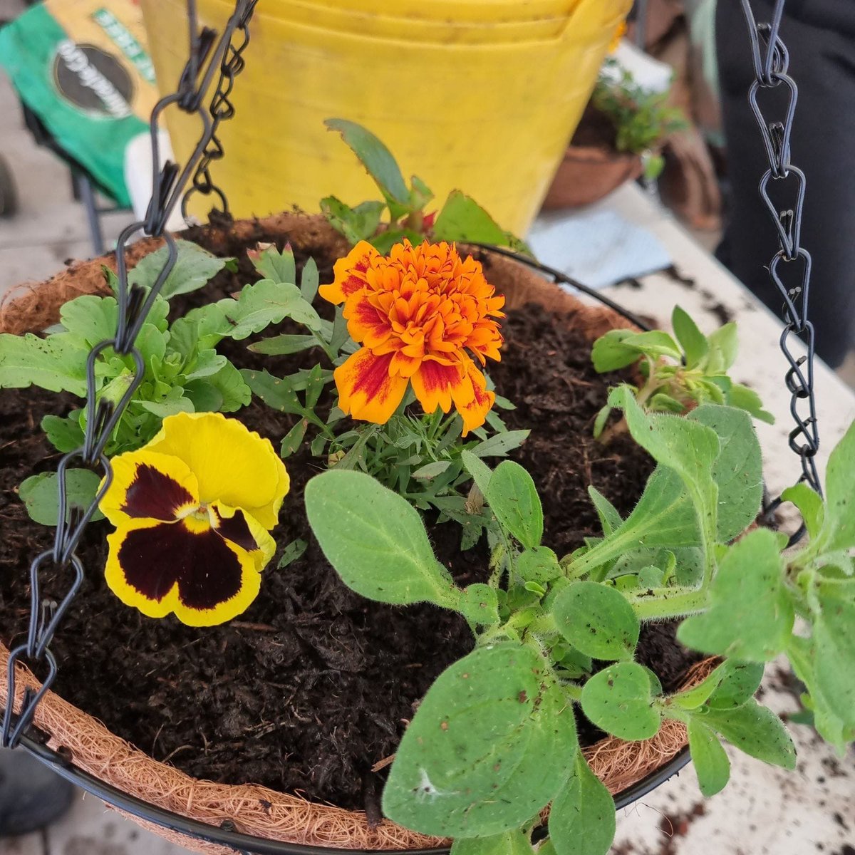 Thanks to Jean & David from No.93’s gardening group for running the hanging basket session today. People really appreciated them. One new visitor said ‘I’ve been feeling down since finishing work but I’ve really enjoyed it & will come back to do other stuff.’ #MomentsForMovement