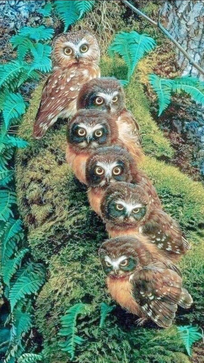 Image 222  - Animals ,  Owl , d . 

.