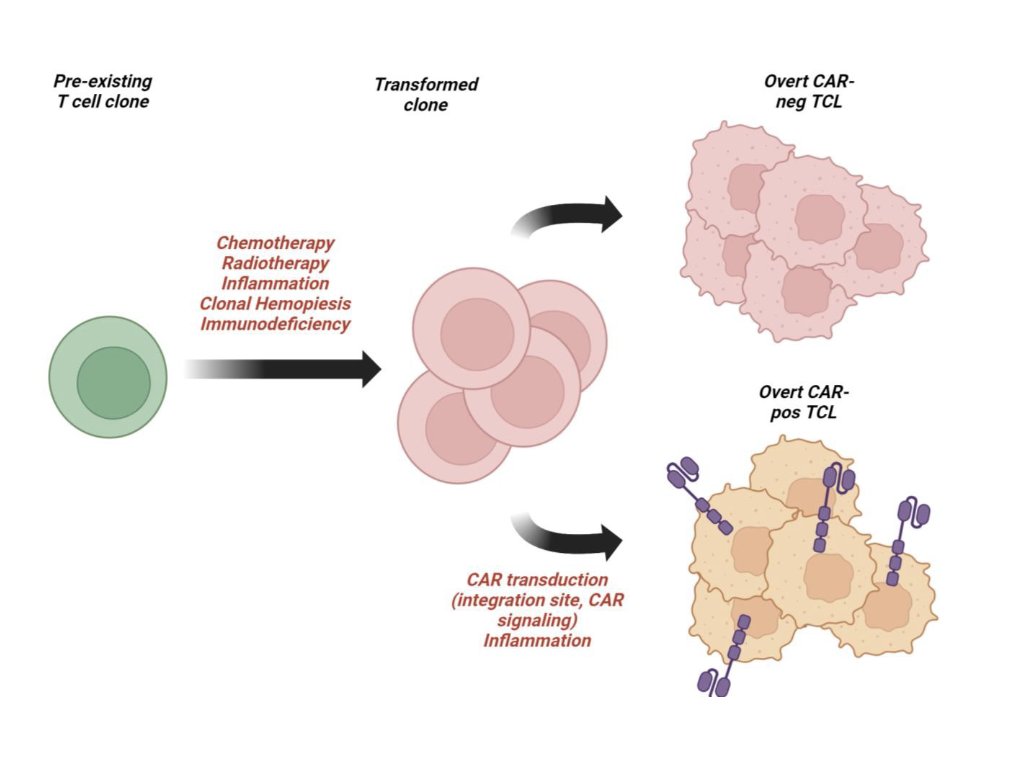 Read the new InFocus article by @Carlhjune and @MarcoRuella— CAR T cell resistance to oncogenic transformation. bit.ly/3V0sRXR @PennMedicine