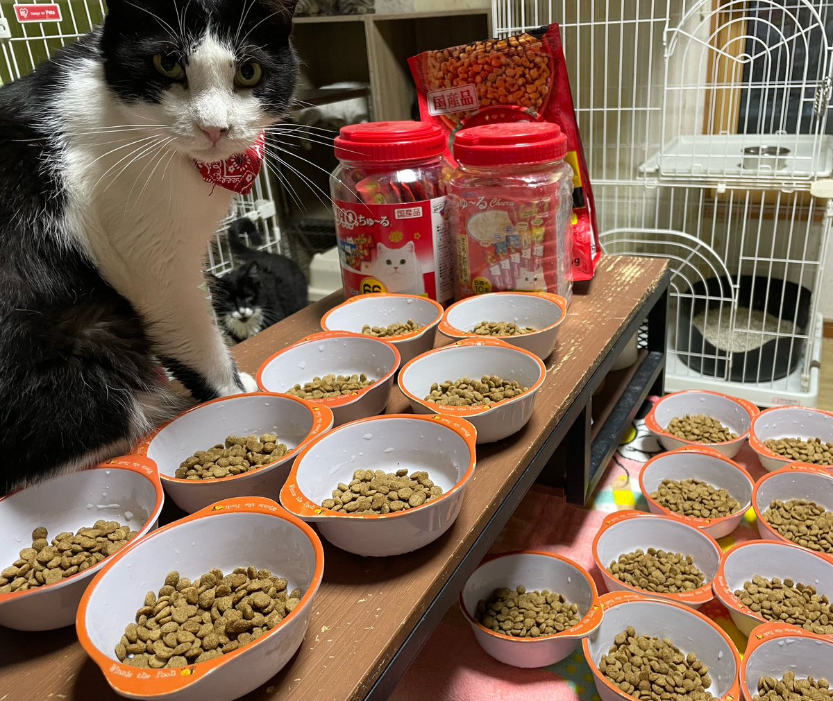 可愛い😍可愛い😍 にゃん太が亡くなりました。 精一杯生きて 精一杯私