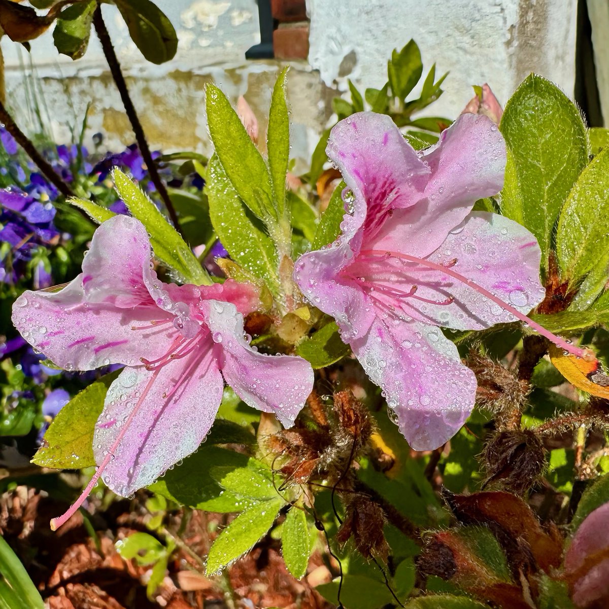 In addition to the magenta azaleas that as old as I am, my brother bought some new ones last year that we planted in the Fall.  These are their first blooms in the garden!

#SpringFlowers #Flowers #Azalea #TrumbullCT