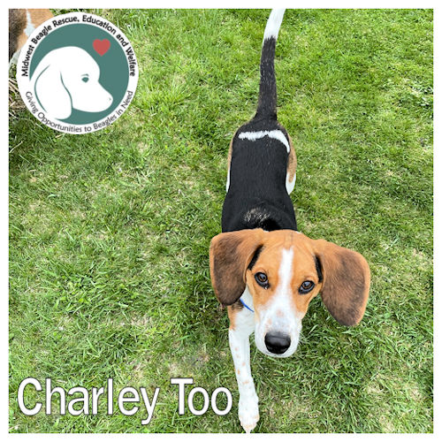 Charlie Too is looking for you! Or someone like you. Let's find this boy his furever home. tiny.cc/MWB-CharlieToo #beagle #DogsOfTwitter #AdoptDontShop #BeaglesOfX #DogsOfX .@beaglefacts #MWBalumni