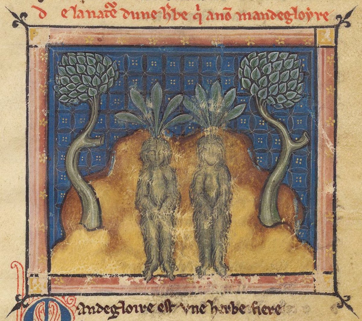 An aphrodisiac that sprouts beneath incontinent hanged men? A heady hallucinogen that shrieks so loud it kills humans and dogs? Meet the mandrake, a root steeped in myth that has inspired a rich visual tradition across 12 centuries: publicdomainreview.org/collection/man…