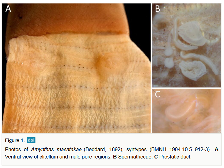 BioDataJournal's tweet image. A DNA barcode analysis confirms the specific status of Amynthas masatakae, a peregrine earthworm species in East Asia with the potential to spread to other regions of the world: doi.org/10.3897/BDJ.12…

 #earthworm #taxonomy #biologicalinvasions