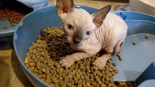 Every Canadian Sphynx descends from a lineage of distinction, maintaining the unique traits that set this breed apart. Call me today for more information at (917) 690-4564!

#CanadianSphynx #StatenIslandNY
statenislandsphynxcats.com/contact