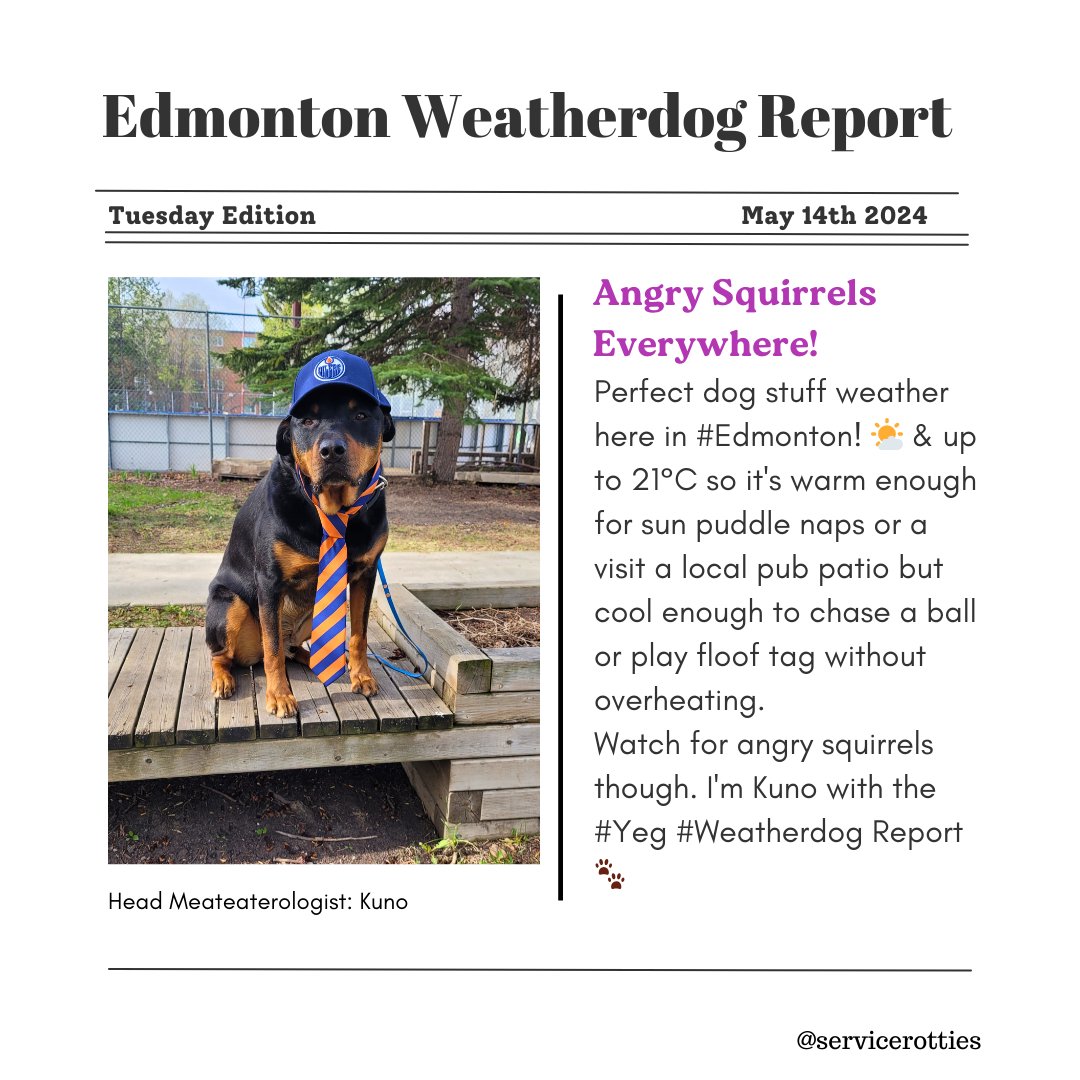 Perfect dog stuff weather here in #Edmonton! 🌤 & up to 21°C so it's warm enough for sun puddle naps or a visit a local pub patio but cool enough to chase a ball or play floof tag without overheating. Watch for angry squirrels though. I'm Kuno with the #Yeg #Weatherdog Report 🐾