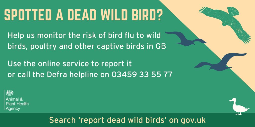 By reporting dead wild birds, you are helping us understand: 🦢the risk to different species groups of wild birds 🐔the risk posed to poultry & other captive birds 🦊the risk of overspill into wild mammals Report online or 📞03459 33 55 77, if you spot dead wild birds in GB.