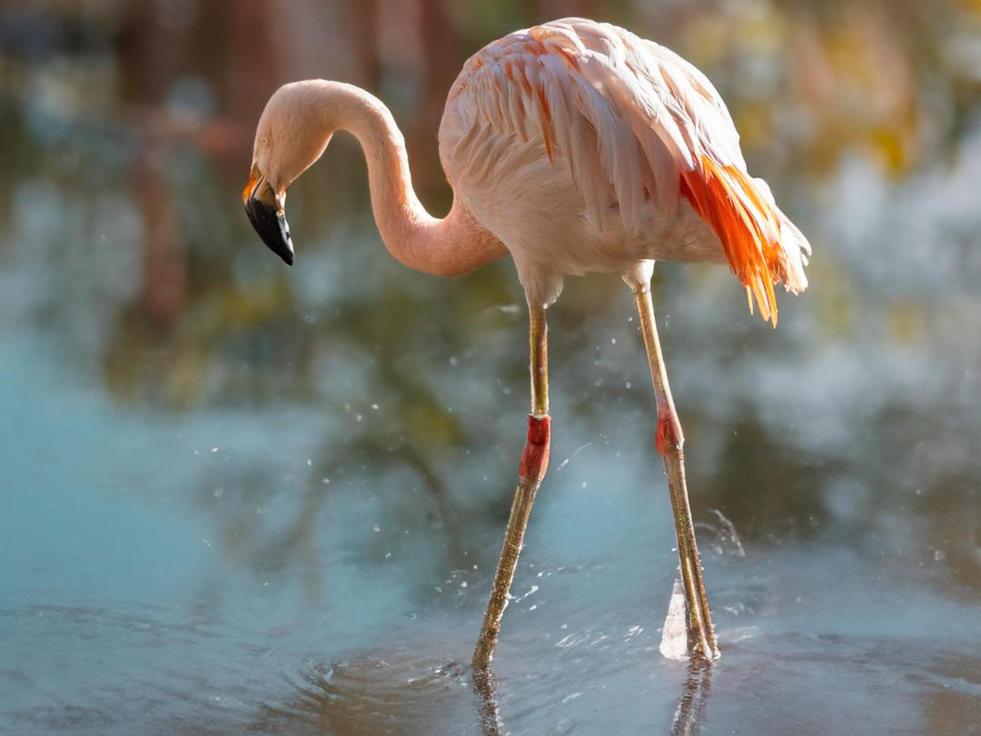 calgaryzoo's tweet photo. Our Chilean flamingo ‘Salvador’ is turning 31! 🦩

Did you know that flamingos are #EcosystemEngineers? When they move around their habitat, they help to circulate the waters by turning over mud and silt in their search for food. 🦐 

#YourZooYYC https://t.co/WIJd0ziV9t