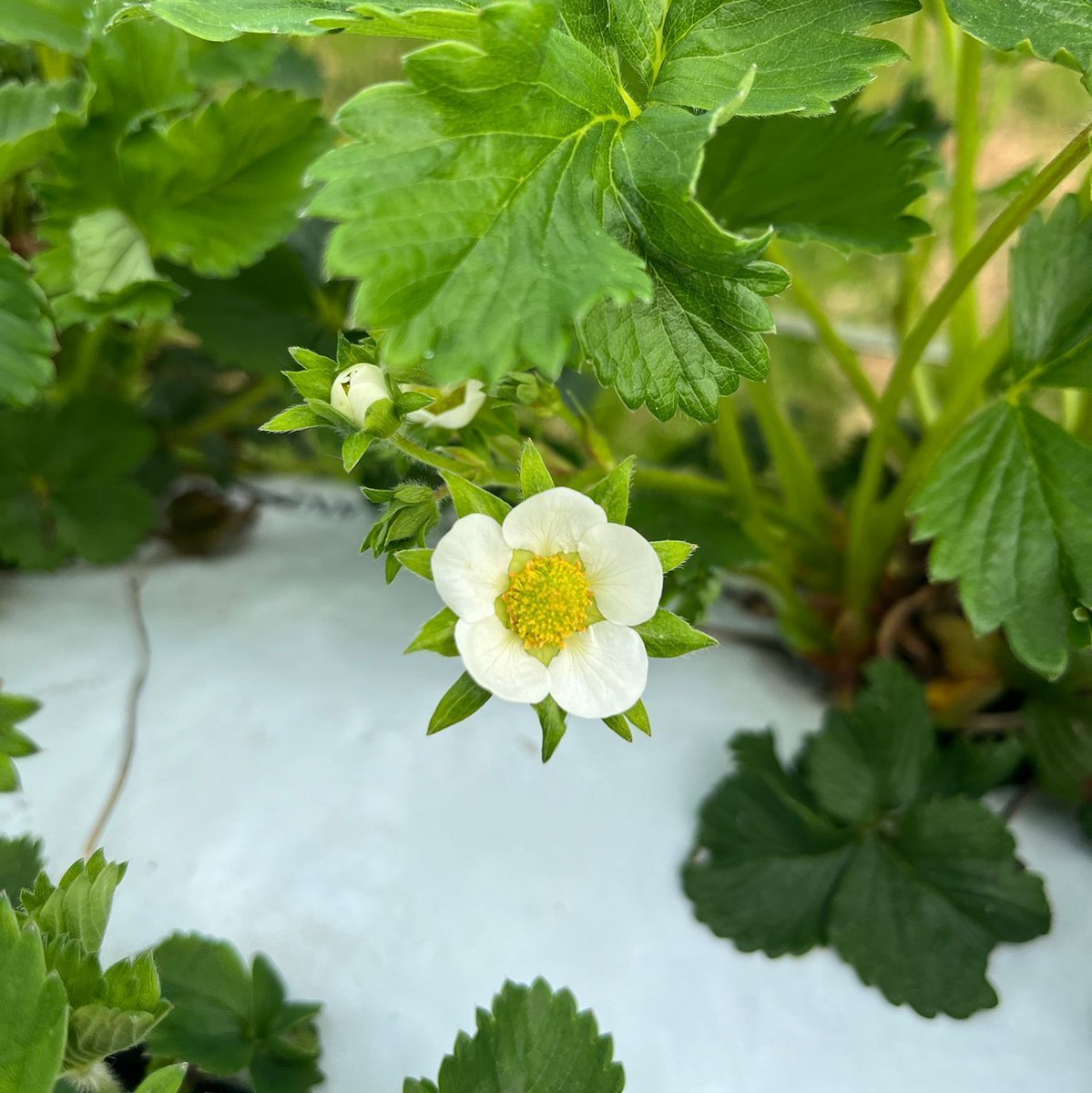 brocksbushes's tweet photo. 🍓 Strawberry update 🍓

Did you know strawberries grow from a flower? 💮 

Well the flowers have started to bloom, meaning we're one step closer to strawberry picking season! 

#pyo #pickyourown #pyostrawberries #pyoseason https://t.co/7fIcYCnKY5