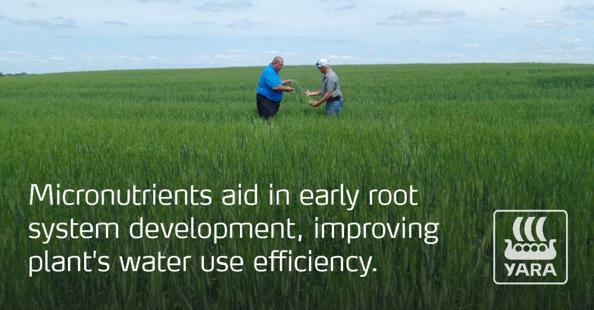#Micronutrients can aid in the early development of root systems which improves the roots' ability to explore for nutrients and water. Imagine your crop being able to get more water and nutrients in a drought situation... 
Learn more: yaracanada.ca/crop-nutrition…
#WestCdnAg
