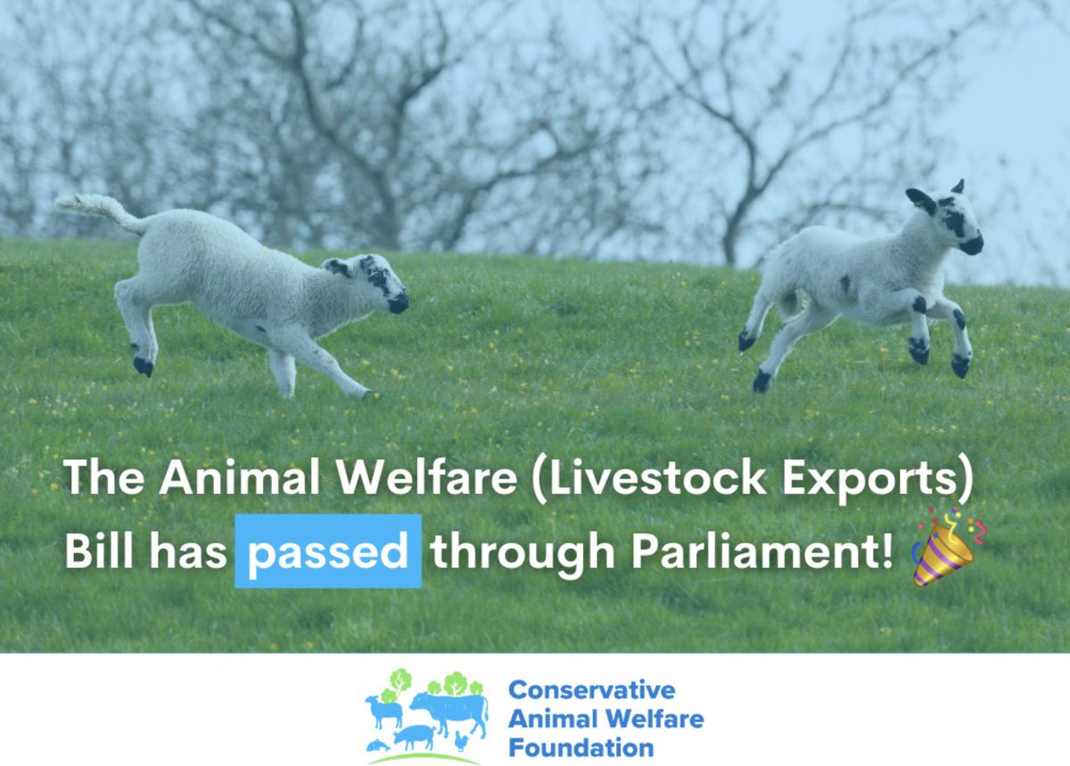Today we celebrate the Animal Welfare (Livestock Exports) ban completing its passage in both the Commons and the Lords! Live exports for slaughter and fattening to be banned in Great Britain! #BanLiveExports