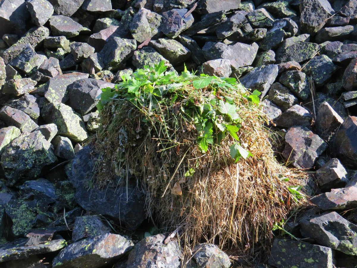 American pika: 'Nom nom nom ... nomnomnom' #DYK - during the summer, pikas collect green mountain plants to make hay piles for winter food? With the summer months approaching, the American pika (Ochotona princeps) will need to get to work! #AmericanPika