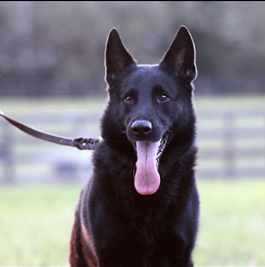 mrrpack's tweet image. LEO! #BestAtHomeContest