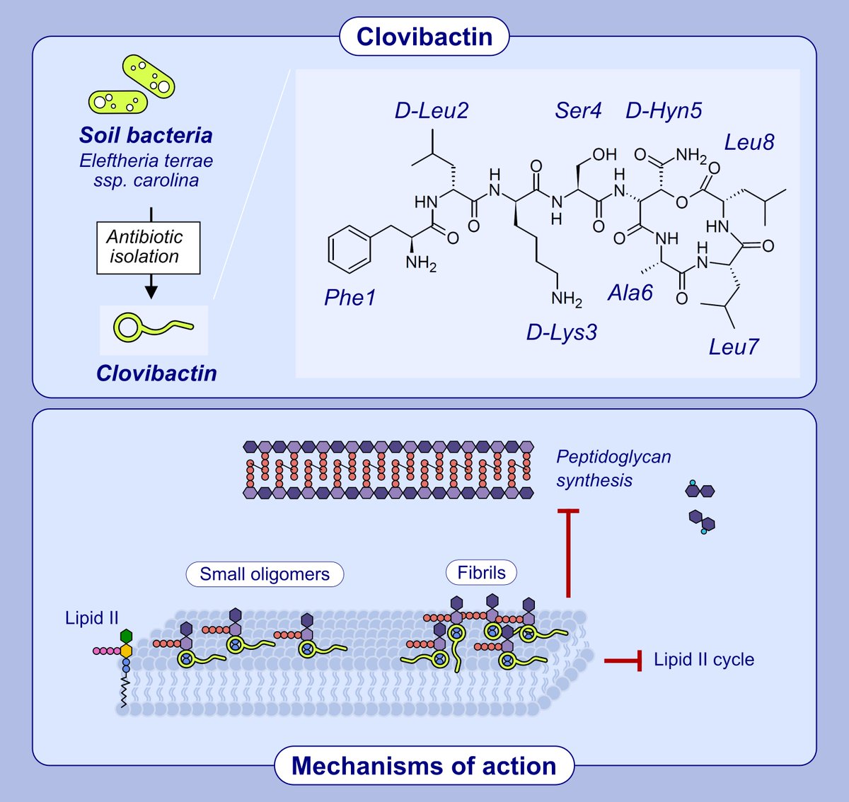 Clovibactin: Discovery and antimicrobial mechanism of action. Ana M. Pérez-Moreno, Pablo Torres, Juan L. Paris

Read the article here: doi.org/10.1111/all.16…

Antibiotic resistance is a global health concern. This is an article from our series “News and Views: Groundbreaking