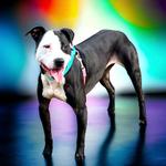 50% off large dog adoptions for the month of May at the Cape Coral Animal Shelter.
capecoralanimalshelter.com/adopt/adoptabl…
#adoptdontshop #petsarefamily