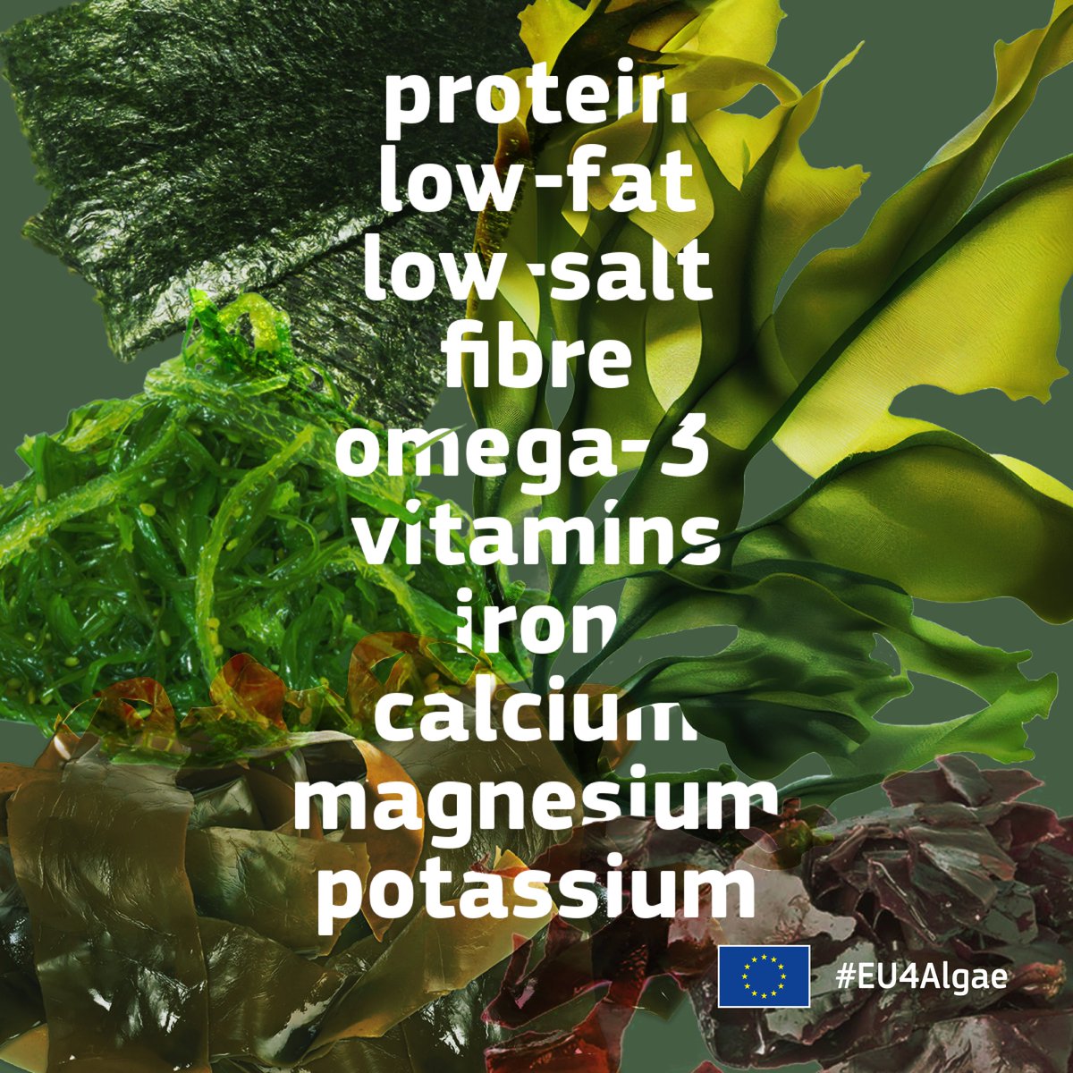 Did you know that algae are a nutritional powerhouse? Explore the vitamins, minerals, and antioxidants packed into these oceanic superfoods, and start reaping the health benefits today! 🌊🌱 #EU4Algae #EMFAF