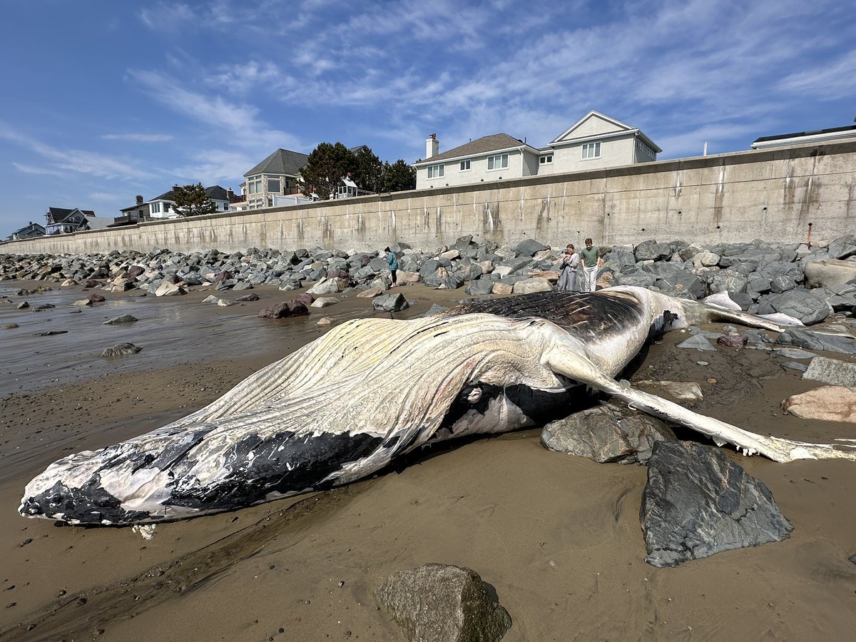 Update to Swampscott Whale. Swampscott Animal Control Officer Scott Considine is on scene taking measurements. He says this is the whale that washed ashore in nearby Marblehead a few weeks ago. That whale was towed out to sea. 📸@pictureboston